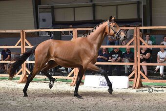 mladý valach do drezury - 5