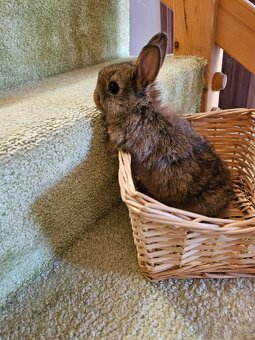 Zakrslý králík - 5