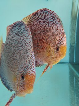 Discus - Terčovec - 5