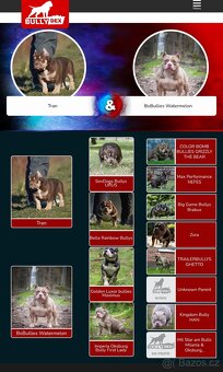 American bully pocket ABKC - 5