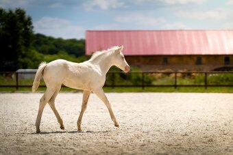 Cremello klisnička s odznaky s reining/cutting původem - 5