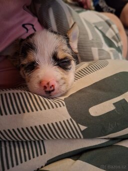 Predám steniatko - 5