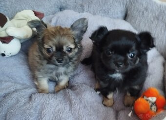 Čivava dlouhosrstá fenky - 5