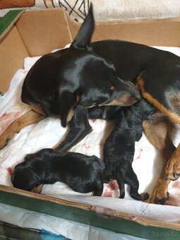 Pražský krysařík - 5