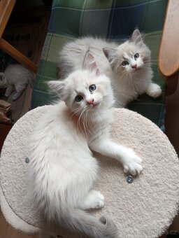 sibiřské koťátko kocourek bez PP - 5