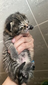 Májová koťata 🐈⬛ - 5