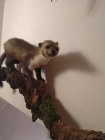 Kuna skalní,nebo lesní pěkně vypreparovaná - 5