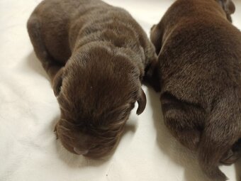 Štěňátka labradorského retrievera - 5