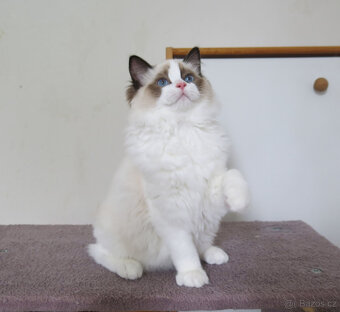 Ragdoll kocourci s průkazem původu k odběru - 5