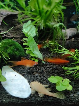 Akvarijní ryby, šneci, sladkovodní krrvety a rostliny - 5