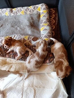 Kavalír king charles španěl - 5