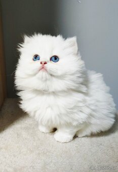 Britské koťatá PP❤️extra kvalita❤️ - 5