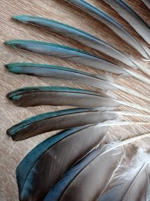 Peříčka z papouška - alexandr malý (pravé, přírodní) - 5