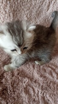 Britská stříbřitá koťátka s PP - 5