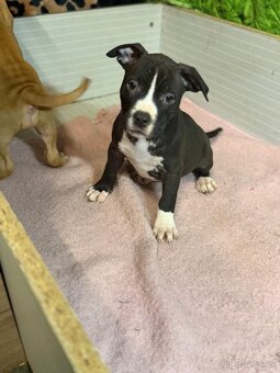 Americký stafordšírský terier - 5