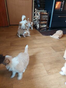 border kolie ee - red - 5