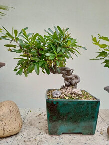 Hlohyně (Pyracantha) bonsaj - 5