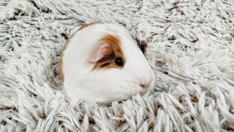 Morče, Morčátko, Morčátka - BETTY - 5
