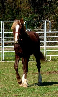 Welsh Cob D, Welsh pony - 5