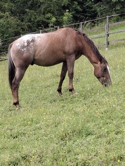 Appaloosa - 5