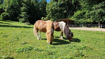 PRODÁM PONY / SHETTY / VALACH - 5