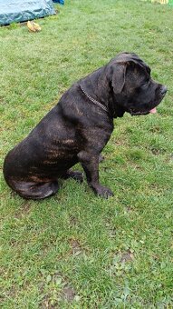 Cane Corso bez PP - 5