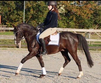 Welsh pony klisna - 5
