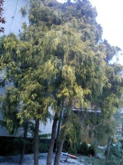 Borovice, smrčky, túje a další dřeviny - 5