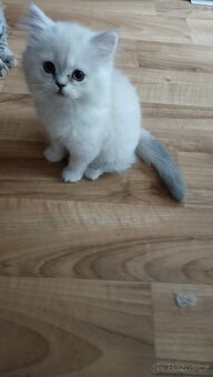 Britský Silver Point kocourek s PP - 5