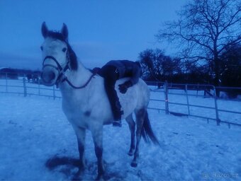 Bílá grošovaná kobyla - 5