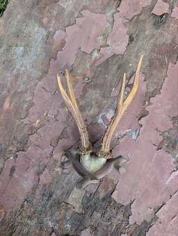 Vycpaniny trofeje - 5