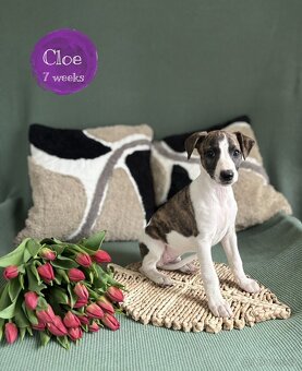 Whippet/vipet štěně s PP FCI - 5