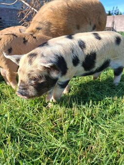 Kune kune selata - 5