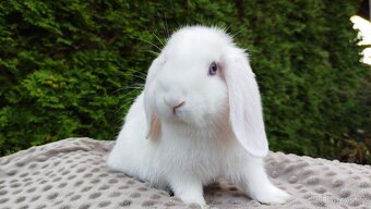 Zakrslý beránek, králíček, králík - HARRY - 5