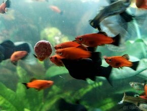 Mečovky ADA Xiphoporus Helleri ADA - 5