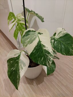 Monstera albo variegata - 5