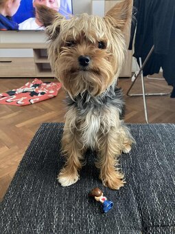 Jorkšírský teriér - 5