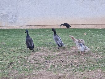 Indický běžec - 5