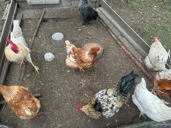 Prodám 3 kohouty - 5