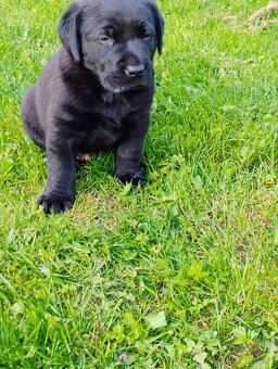 Labrador - 5