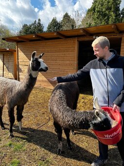 Lama krotká chovný samec a roční samec - 5