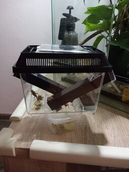 Chameleon Jemenský + terarium - 5