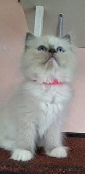Koťátka Ragdoll s PP - 5