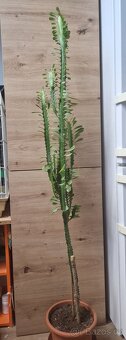 Pryšec trojúhlý (trojboký) – Euphorbia trigona - 5