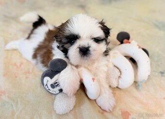 Shih-Tzu štěňatka - rozkošní společníci - 5