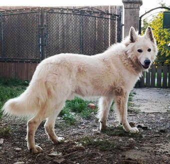 Biely švajčiarsky ovčiak, 10týždňov, BŠO, POSLEDNÝ PSÍK - 5