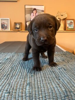 Štěňata Labradorského retrievera - 5