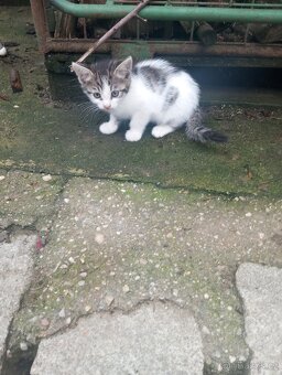 Krásná koťátka - 5