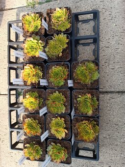 Keramické výrobky/srdce, ještěrky, spirála, ježek, ptáček/ - 5