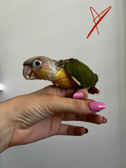 Pyrura, pyrura zelenolici, krotka pyrura - 5